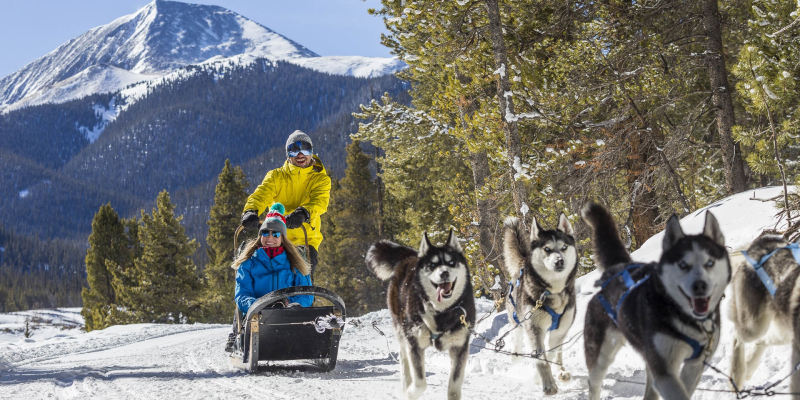 Dog Sledding