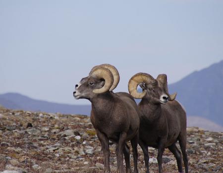 Breckenridge Wildlife Do's and Don'ts Breckenridge Wildlife Do's and Don'ts