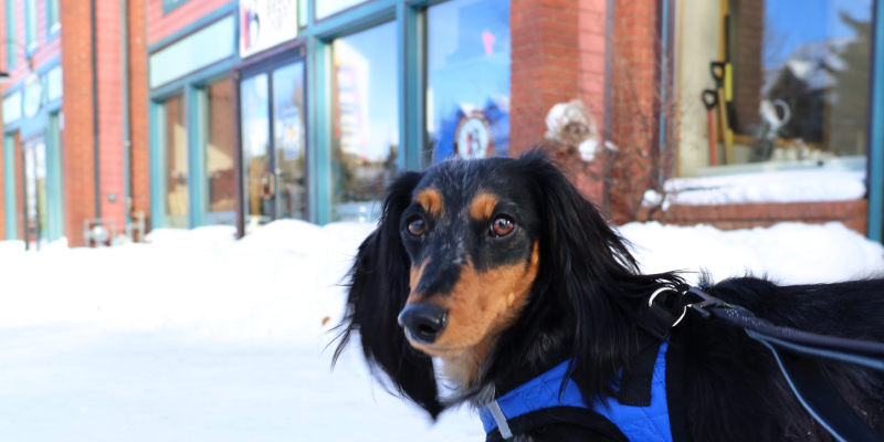 Breck Pet Friendly