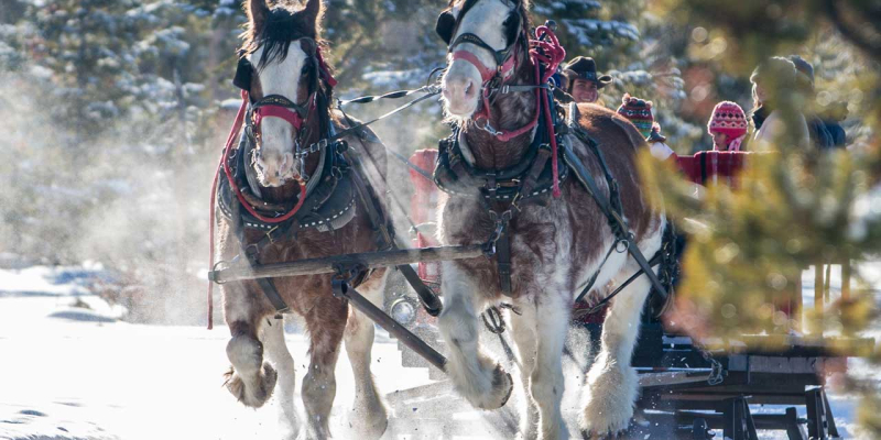 Sleigh rides